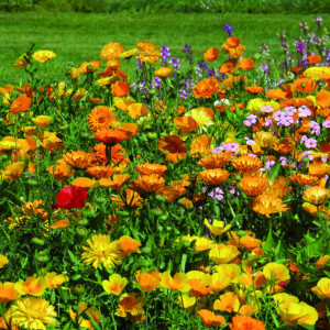 Blumenteppich - Niedrige Blumenwiese