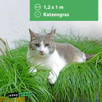 easygreen® Katzengras - Patch 1,2m²