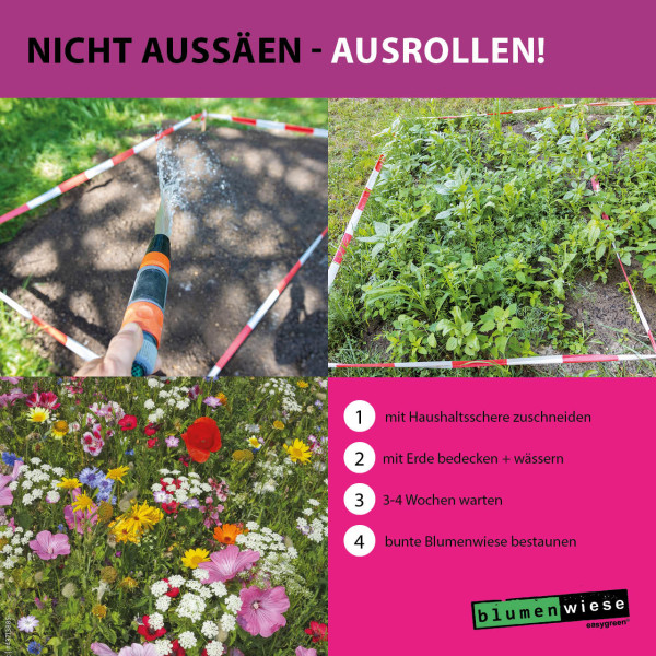 Easygreen Wiesenträume Patch 1,2m²  &ndash; bunt duftende Wildblumen