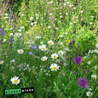 Easygreen Wiesenträume Patch 1,2m²  – bunt duftende Wildblumen