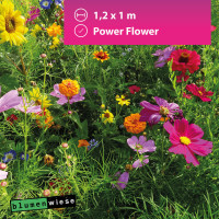 Easygreen Power Flower Patch 1,2m²  – Einjährige Blumenwiese