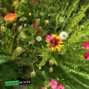 Easygreen Blumenteppich Patch 1,2m² – Niedrige Blumenwiese