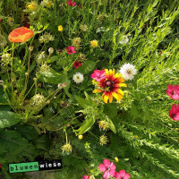 Easygreen Blumenteppich 12m² – Niedrige Blumenwiese