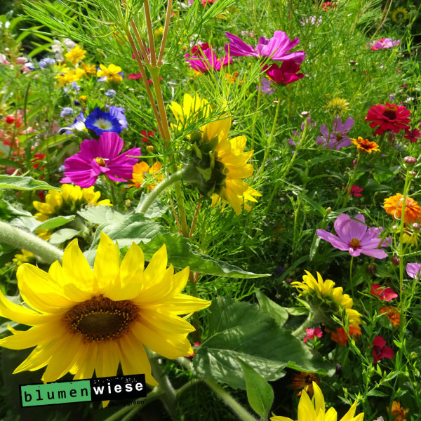 Easygreen Power Flower 12 m² - Einjährige Blumenwiese